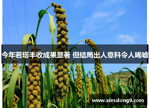 今年若塔丰收成果显著 但结局出人意料令人唏嘘